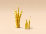 タケノコの先端(40g) / 笋尖（小谷姐姐 マーラータン(森ノ宮店)）