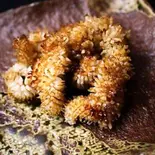 ウルテ焼き（やきとり炉端 燈翠）