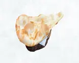 plain naan プレーンナン(Fishtail Restaurant &Bar)