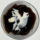ミニコーヒーゼリー（友来）