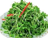 豆苗炒め Pea Sprout Stir-Fry（中崋苑）