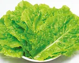 サンチュ Korean Lettuce（安楽亭 和光白子）