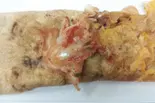 イカ焼き キムチ（粉もん いかたこ倶楽部 おかん時々やかん）