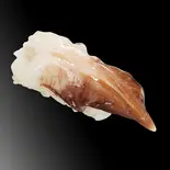 とり貝（すし魚銀 JR千葉駅前店）