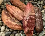 熟成焼き芋M 5本セット Roasted sweet potato medium size Set of 5（芋や。むかい 新深江店）