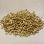 匠の古代米 緑米(150g)（名門匠）