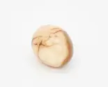 中華茶卵(香楽福)