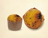 スイートポテトマフィン（カッフェ イタリアン・トマト 池袋サンシャインシティアルタ店）