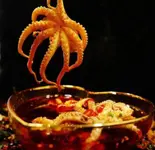 マーラータコ 捞汁八爪鱼 6個（好美味麻辣湯 四谷店）