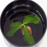肝吸い（うなぎのうな泰 矢場町店）