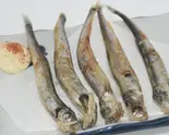 ししゃも焼き（OM酒場）