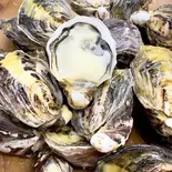 徳島県 岬オイスター‼生牡蠣2個⭐︎産地直送!S50グラムサイズ【小ぶりですが味◎】(牡蠣酒場すずきんち)