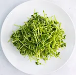 【さっぱり】グリーンピースの苗の炒めもの [Refreshing] Green Peas Sprouts Stir-Fry（小星星餃子酒場）
