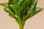 ほうれん草(40g) / 菠菜（小谷姐姐 マーラータン(森ノ宮店)）