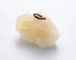 富山産白えび昆布〆White Shrimp Seasoned with Kelp(東京寿司 ITAMAE SUSHI 愛宕店 Tokyo Sushi Itamae Sushi Atago)