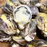 徳島県 岬オイスター‼生牡蠣4個⭐︎産地直送!S50グラムサイズ【小ぶりですが味◎】(牡蠣酒場すずきんち)