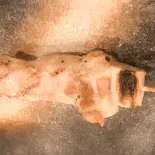 鳥モモ(塩 or タレ)(焼鳥まいちゃん)