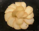 モッツァレラチーズの味噌漬け(鉢の木)