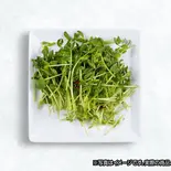 豆苗ニンニク炒め（中国料理京苑）
