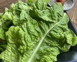サンチュ単品（焼肉チョモランマ 武蔵小杉店）