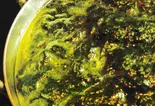 ⑰パラックパニール Palak Panner（KHUSHI KHUSHI）