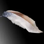 〆サバ（すし魚銀 JR千葉駅前店）