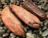 熟成焼き芋M 3本セット Roasted sweet potato medium size Set of 3（芋や。むかい 新深江店）