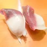 北寄貝1コ（やまと寿司）