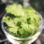 パクチーผักชี/ Coriander（Bangkok77）