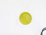 シトラスライムドレッシング(カップ)（フリホーレスブリトー＆サラダ 麻布十番）