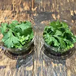 パクチー (Wサイズ)Coriander, Cilantro(Double size)（サロンゴ・カフェ）