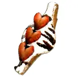 チョコイチゴ / Chocolate Strawberry（CR3°）