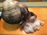 とり貝1コ（やまと寿司）