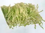サラダキャベツ SALAD CABAGE（とんかつ屋板橋店）