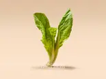 チンゲン菜(40g) / 小白菜（小谷姐姐 マーラータン(森ノ宮店)）