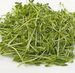 豆苗炒め (蒜蓉豆苗)（辛苑 上野店）