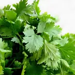 2倍！アジアン大好きもっとパクチーが欲しい方！ Coriander Leaf（とろ〜り温玉とフレッシュ野菜のタコライス 新川崎鹿島田店）