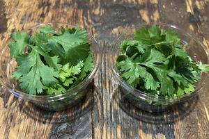 パクチー (Wサイズ)Coriander, Cilantro(Double size)