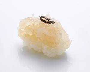 板前寿司 富山産白えび昆布〆White Shrimp Seasoned with Kelp