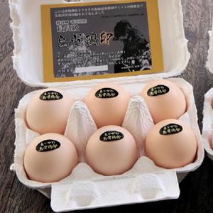 とり鉄 【贅沢卵かけごはんに！】純種 黒烏骨鶏の生卵(1個) Raw Silkie Egg