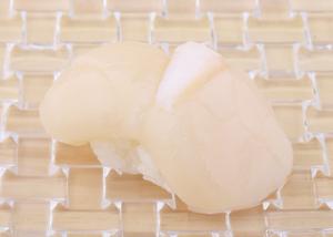 ホタテ(Scallop)
