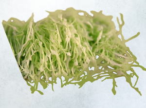 サラダキャベツ SALAD CABAGE