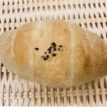 あん塩バターロール(1個)