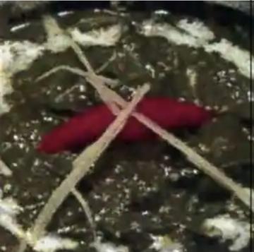 サグチキン  Sag Chicken