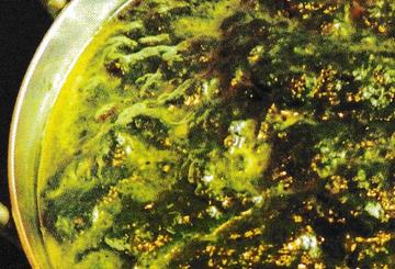 ⑰パラックパニール Palak Panner
